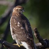 12SB4941 Immature Cooper's Hawk